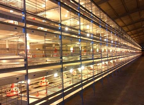 دليل شراء قفص دجاج قطر بشروط خاصة وسعر استثنائي