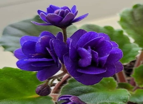 مواصفات نبات البنفسج الافريقي وكيفية الشراء بكميات كبيرة