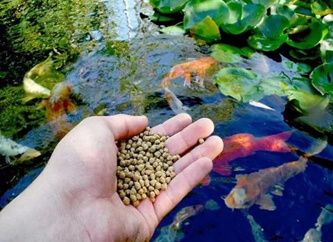 دليل شراء طعام سمك الزينة بشروط خاصة وسعر استثنائي