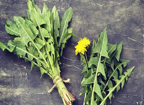 دليل شراء عشب الهندباء البريه بشروط خاصة وسعر استثنائي