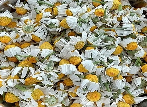 نبات البابونج البري مع التفسيرات الكاملة والتعريف