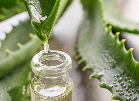 الشراء بالجملة جل الصبار الاصلي بأفضل الظروف