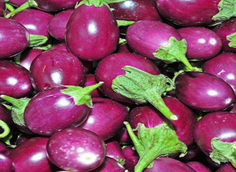 باذنجان صغير بنفسجي مع التفسيرات الكاملة والتعريف