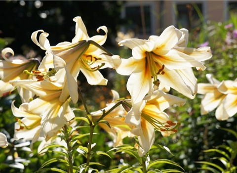 الشراء بالجملة نبات الزنبق الابيض بأفضل الظروف