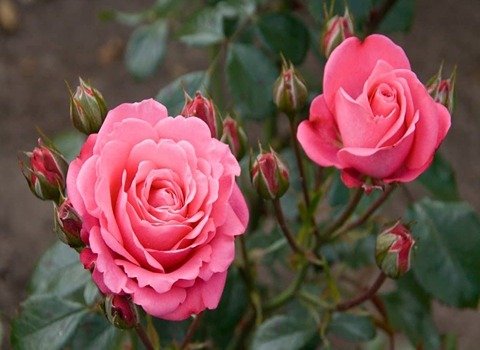 ورد محمدي للبيع باسعار رخيصة