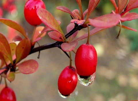  انواع البرباريس الإيرانية الحامض