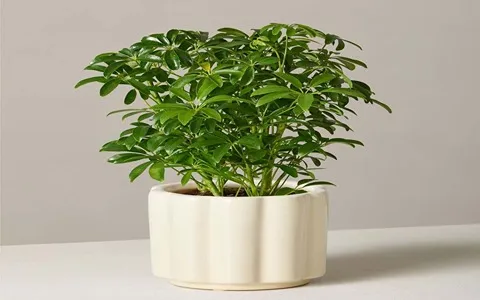 تعلم شراء الزهور الموسمية أفضل من صفر إلى مائة