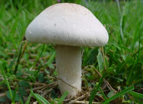 قائمة أسعار الفطر الابيض الجلد جملة واقتصادية