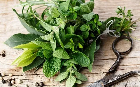 النباتات الطبية في العراق مع التفسيرات الكاملة والتعريف