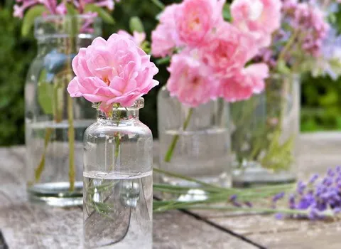 ماء الورد في الصيدلية تونس (الزهر) حصاد فصل الربيع طبعه معتدل