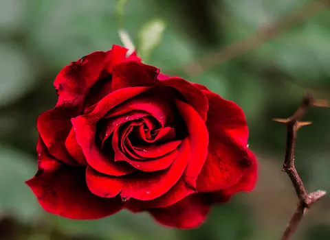 مواصفات زهرة الورد الجوري وكيفية الشراء بكميات كبيرة