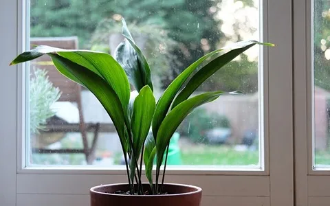 دليل شراء زهور الشقة أفضل بشروط خاصة وسعر استثنائي