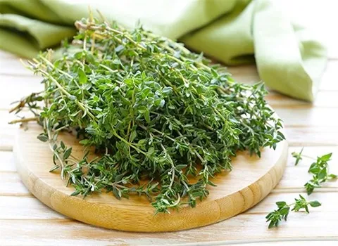 التعارف زعتر اخضر من صفر إلى مائة أسعار الشراء بالجملة