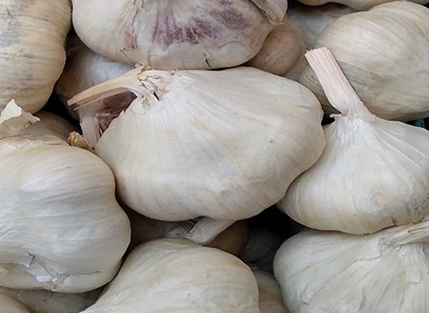 الشراء بالجملة ثوم عضوي الرياض بأفضل الظروف