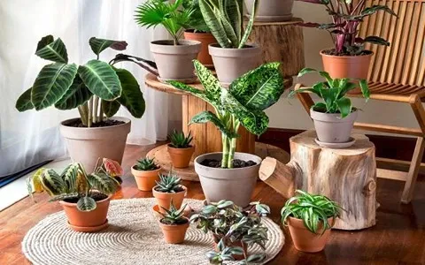 السعر والشراء زهور الشقة جميلة بمواصفات كاملة