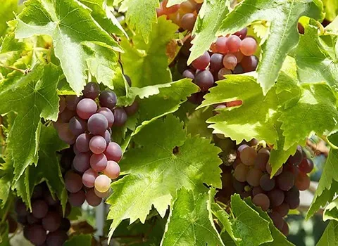 العنب الاحمر اليوم؛ حلو تقليل الالتهاب الأوعية الدموية العصائر الحلويات