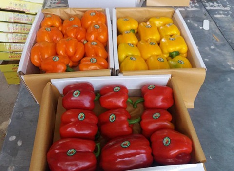 تعلم شراء فلفل رومي صغير ملون من صفر إلى مائة