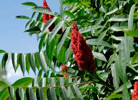 التعارف السماق البري من صفر إلى مائة أسعار الشراء بالجملة