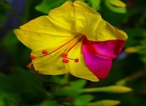 السعر والشراء نبات ورد الليل بمواصفات كاملة