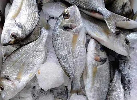 سمك البياض اليوم؛ يحسن نوعية النوم مقلي محشي مشوي