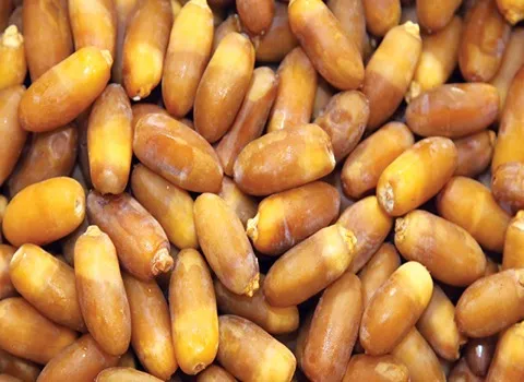 السعر والشراء تمر سعودي رطب بمواصفات كاملة