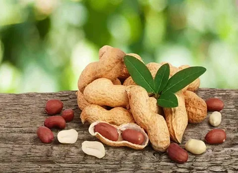 اسعار الفول السودانی فی مصر