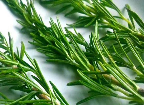 قائمة أسعار إكليل الجبل والزعتر جملة واقتصادية