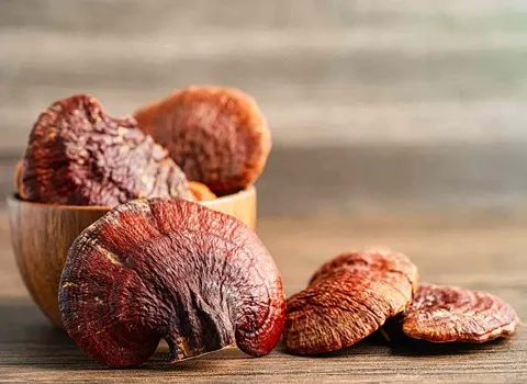 الفطر الريشي في العراق (فطر الخلود) يقوي جهاز المناعة China