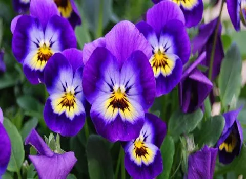 قائمة أسعار زهرة البنفسج الورد البنفسجي جملة واقتصادية