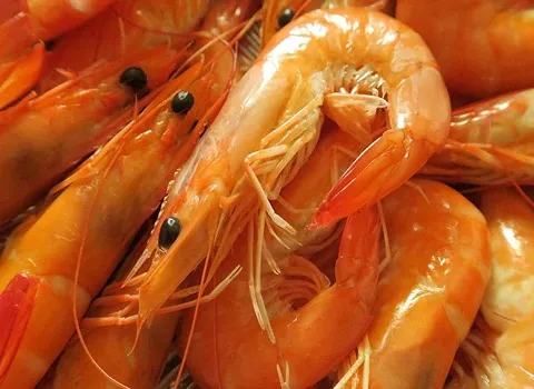 الجمبري القزاز اليوم؛ روبیان المنتج الغذائي ملئ البروتينات