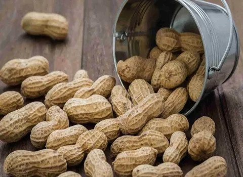 اسعار الفول السودانی فی السودان