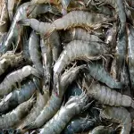 Whole raw shrimp with complete explanations and familiarization