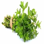 Fresh thyme price list 2024