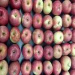 White Apple Fruit in India (Wax Apple) Smooth White Flesh Acidic Flavor High Storage Time