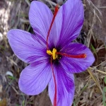 pure saffron in india buying guide with special conditions and exceptional price