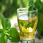 Price and purchase fresh mint extract with specifications