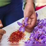 Bulk purchase of saffron in china with the best conditions