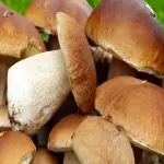 Porcini Mushroom Per Kilo (Penny Bun) Vitamin A C Fats Cholesterol Nutrients