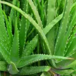 Leaves aloe vera buying guide with special conditions and exceptional price