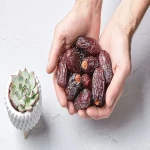 medjool dates in portuguese with complete explanations and familiarization