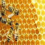 Bulk purchase of raw fresh honey with the best conditions