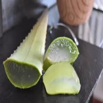 The price of bulk purchase of Aloe Vera gel plant is cheap and reasonable