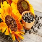 Sunflower Seeds Price Per Kg in India