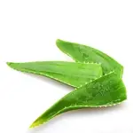 Aloe Vera leaf fresh with complete explanations and familiarization