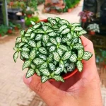 Bulk purchase of small plants indoor with the best conditions