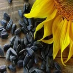 sunflower seeds usda with complete explanations and familiarization