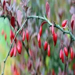 red barberry in spanish specifications and how to buy in bulk