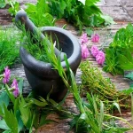 Growing medicinal herb plants | buy at a cheap price