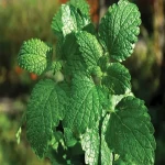 Peppermint plants leaf specifications and how to buy in bulk