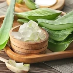 Aloe vera leaves fresh with complete explanations and familiarization